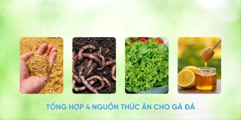 Cho gà ăn gì trước khi đá là chuẩn nhất