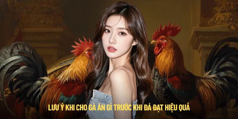 Lưu ý khi cho gà ăn gì trước khi đá đạt hiệu quả cao